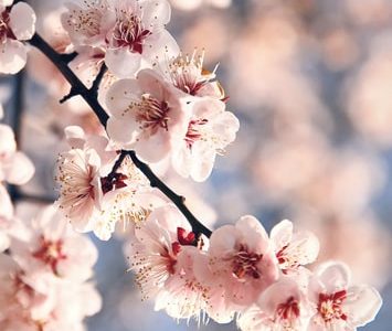 Sakura Cherry Tree Project