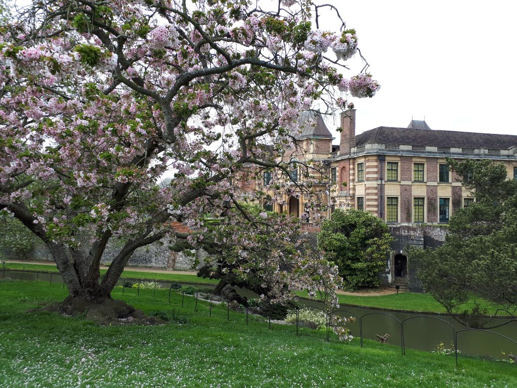 (027) Eltham Palace cherry eastern ridge 2018