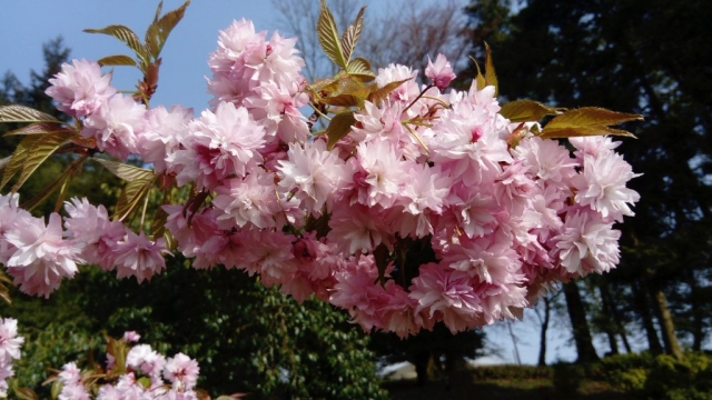 Close up cherry blossom March 2019