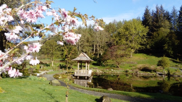 Late April bulk of Japanese cherries are now in flower