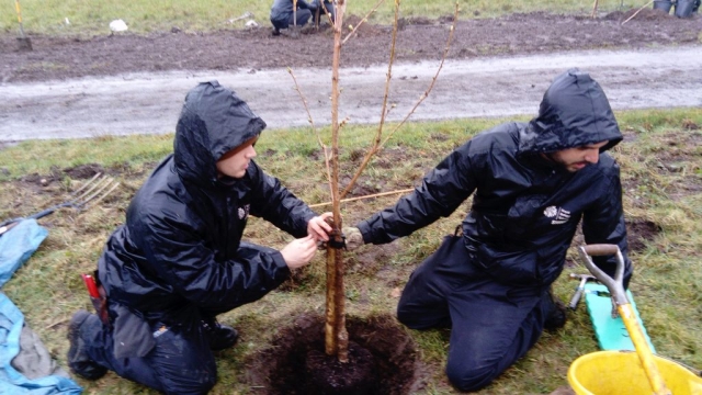 Sakura planting March 2019