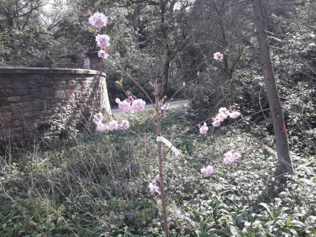 Hutton-in-the-Forest April 2021 (3)