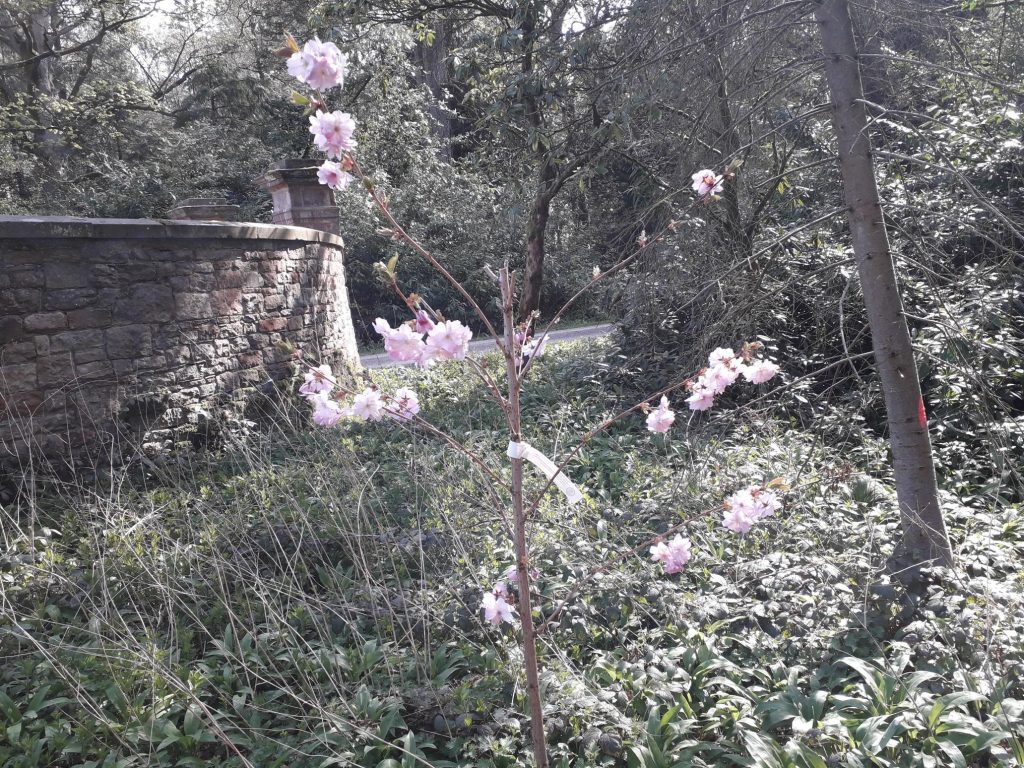 Hutton-in-the-Forest April 2021 (3)