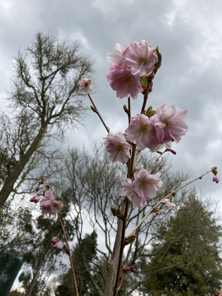 Lullingstone Castle & The World Garden April 2021 (1)