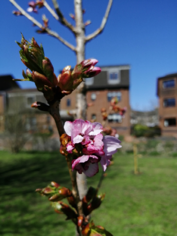 Strathaven Park April 2021 (1)