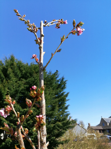 Strathaven Park April 2021 (2)