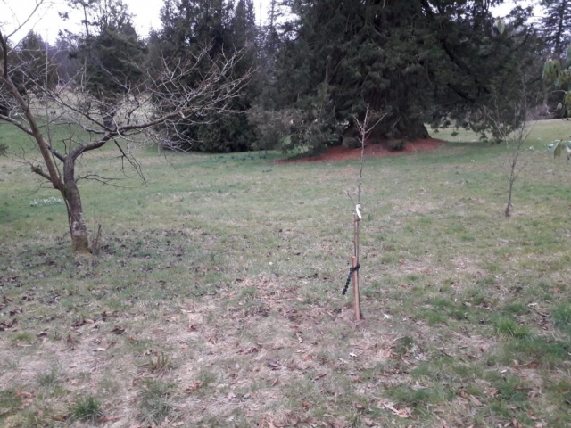 Hutton-in-the-Forest Dec 2020 (1)