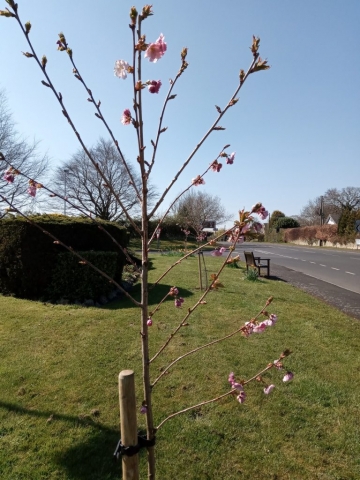 Felton Park April 2021