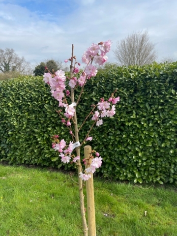 Apr 2021 (1)