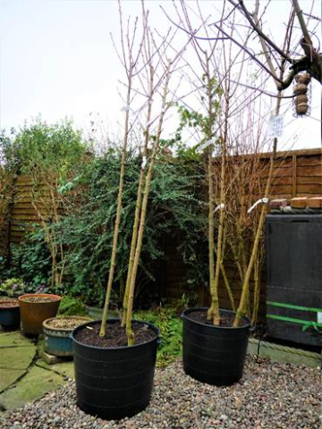Seeds for Growth Jan 2021 (2)