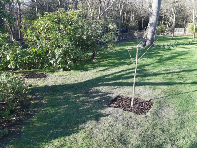 Holland Park March 2021 (2)