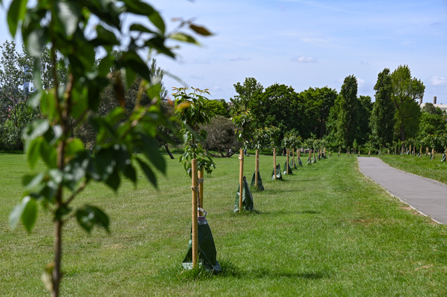 Gladstone Pakr trees