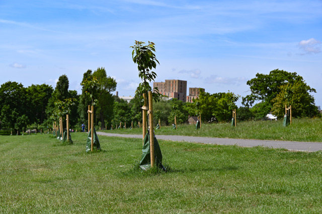 Gladstone Pakr trees2