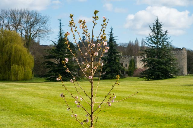Allington Castle