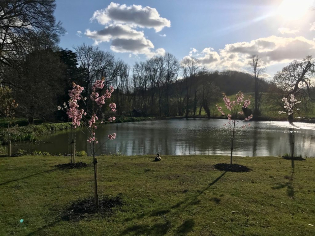 Gatton Park