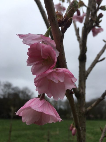 Gusbourne