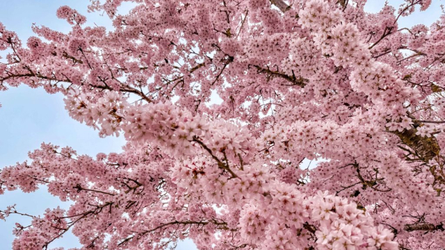 Sakura-6 (1)