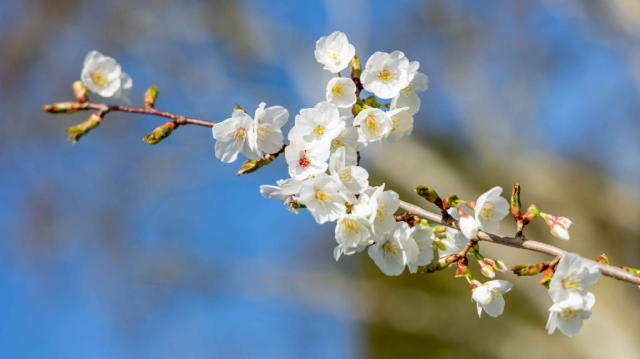 Sakura-8 (1)