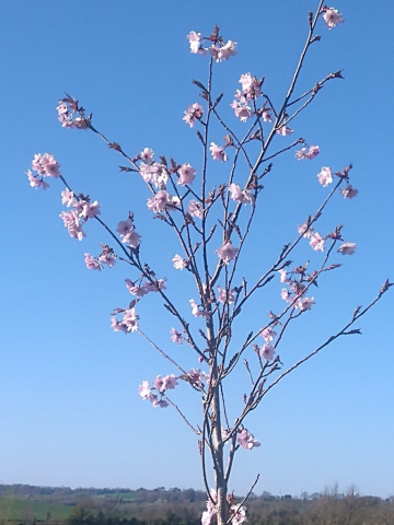 CHERRY TREE IN THE SUN 3 (1)