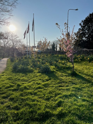 Cherry Trees Roe Plas 1 (1)