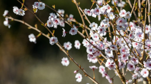 Sakura-2 (1)-min
