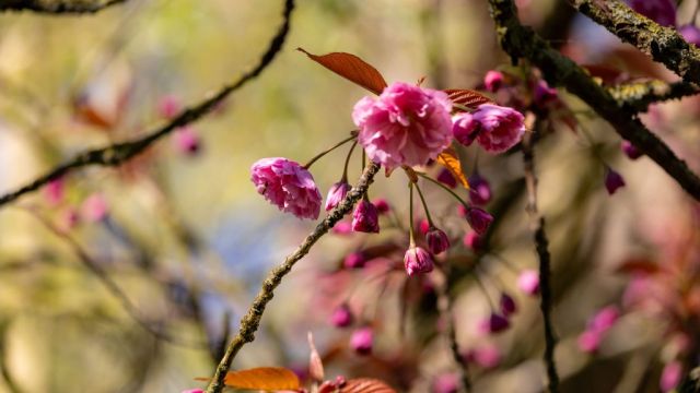 Sakura-4 (1)-min