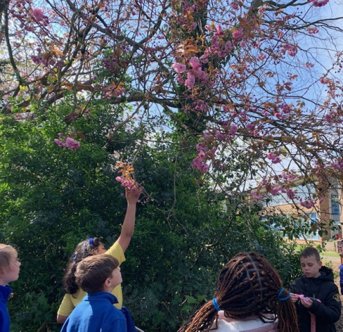 cherry tree