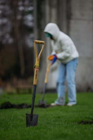 Sakura Planting - St Andrews