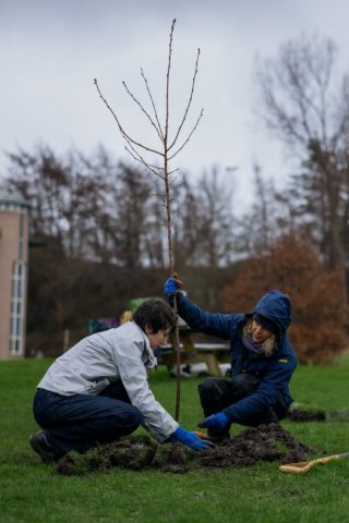 Sakura Planting - St Andrews