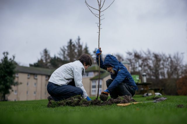 Sakura Planting - St Andrews