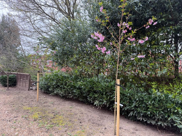 Appletree Court Care Home